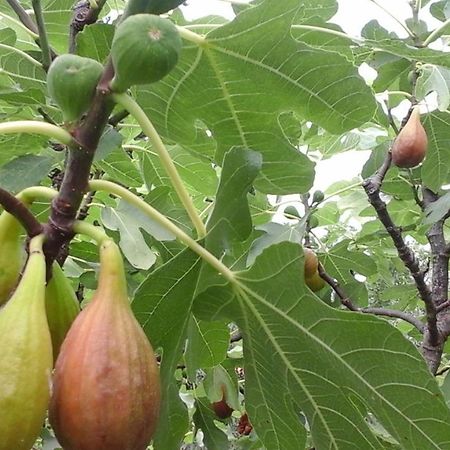 Apartman Laurus 马林斯卡 外观 照片